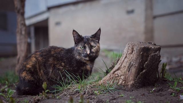 Уличные котики смотреть онлайн