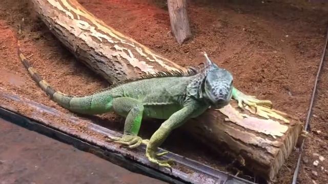 Eskişehir Hayvanat Bahçesi-İguana смотреть онлайн