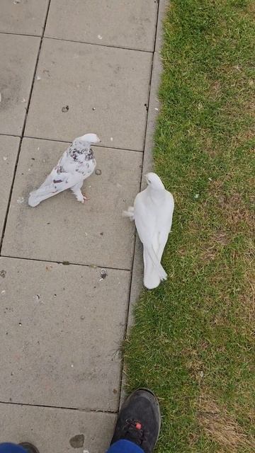 Андижанские голуби 21.05.2023 смотреть онлайн