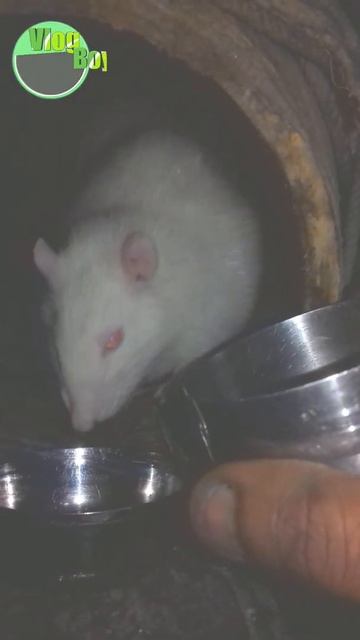 Safed Chuha Drink | Cute Rats | White Rats | सफेद चूहे #tbr смотреть онлайн