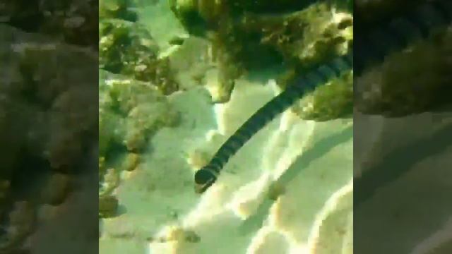 Banded Sea Krait смотреть онлайн