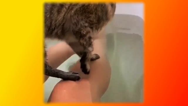 Смешное про животных|Приколы с котами| Видео про котов| Кошки|Позитив|Создай себе хорошее настроени смотреть онлайн