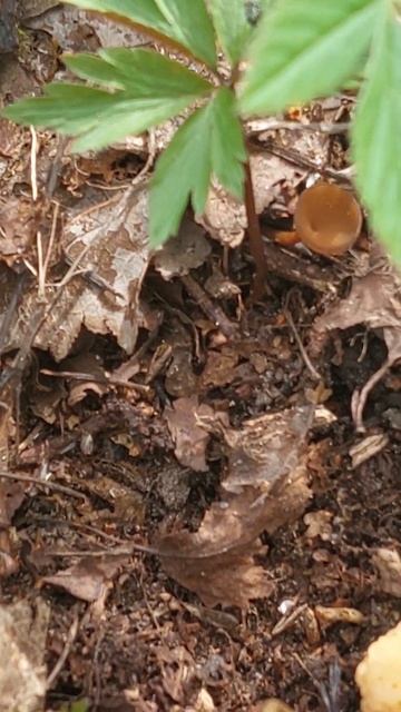 Сморчковая Шапочка подрастает незаметно в лесу Старые Батеки.