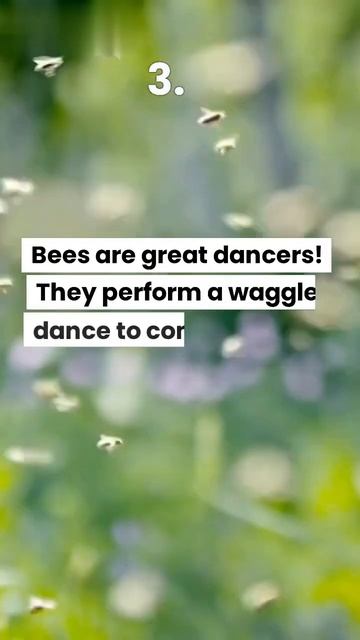5 Fun Facts about Bees 🐝 #foryou #funfacts #bees #shorts #facts смотреть онлайн