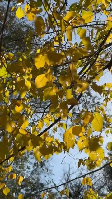 Мчится жизнь 💫Галась Ольга #поэзия #жизнь #мечта #современнаяпоэзия #современныестихи #любовь #стих