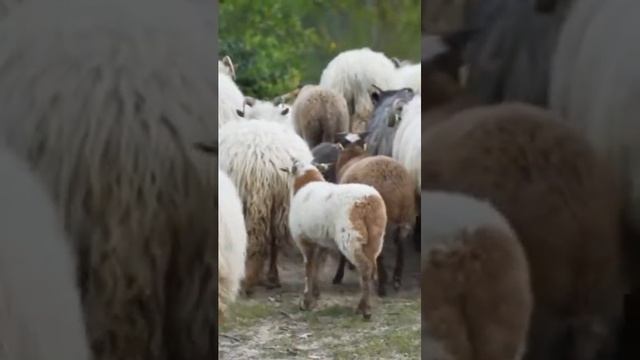 1099 1005333 mp3 смотреть онлайн