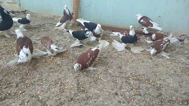 Qora Xakka QIZIL XAKKA Juda Chiroyliklari Uchqur O'ynaqi Kabutar Lar Голуби, Kabootar Bazi, Pigeons