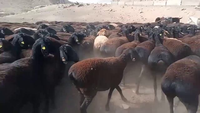 Elite Sheep | Hissar Sheep | oveja hissar | Hisori qóylar смотреть онлайн