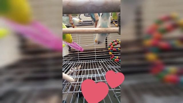 🤫I have put a camera inside my bird's cage|My Budgies My buddies смотреть онлайн
