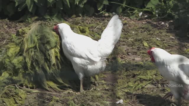 Куры едят тину смотреть онлайн