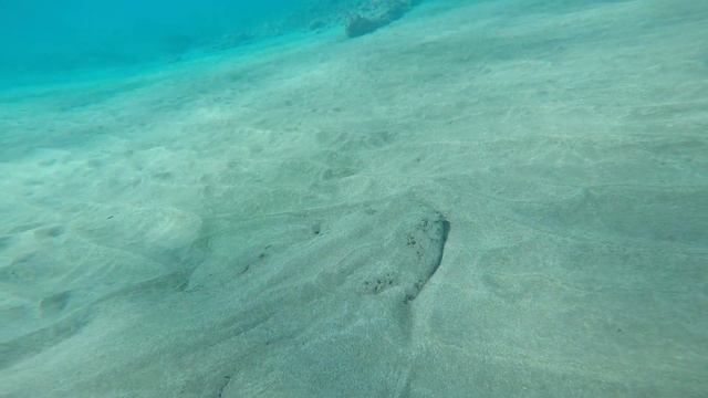 Squatina squatina PH 17 смотреть онлайн