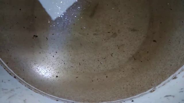 kutu air moina macrocopa di kolam tanah смотреть онлайн
