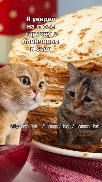 Весёлые коты. Масленица. Смешные коты. Новый диалог супругов. Подписывайтесь на наш канал!