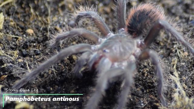 Tarantula feeding No12 смотреть онлайн