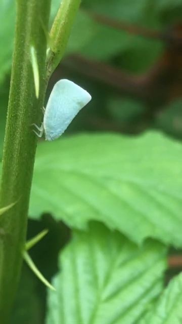 Northern flatid planthopper avoiding the thorns смотреть онлайн