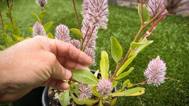 Ptilotus Exaltatus 'Joey' (Mulla Mulla) / Herbaceous Perennial / Flowers In Summer