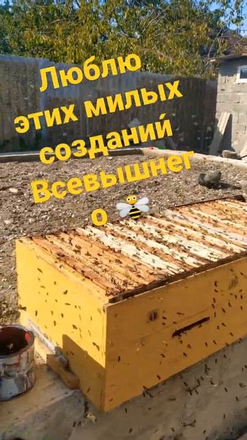 Пчёл не нужно боятся🤗 смотреть онлайн