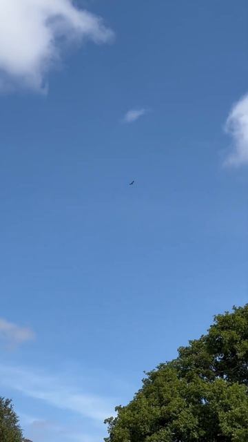 Red kite Fakenham Wood and Sapiston Great Grove #shorts смотреть онлайн