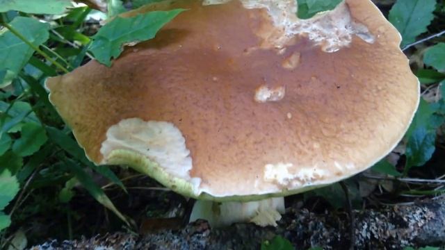 БЕЛЫЕ ПОШЛИ,ПОДМОСКОВЬЕ