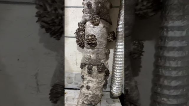 Грибы повсюду! Культивирование Грибов-Вешенки! Грибная Ферма!Вешенка на Вате!