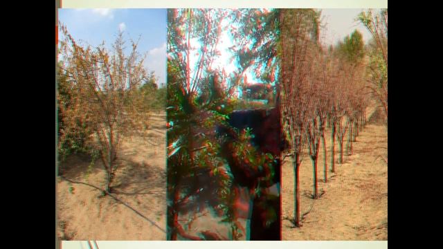 Ashwamedh Nematoprotector