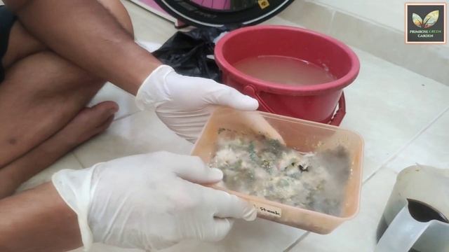CARA MEMBUAT MOL NASI SISA SEBAGAI BIO AKTIFATOR, NUTRISI TANAMAN & PENYUBUR TANAH