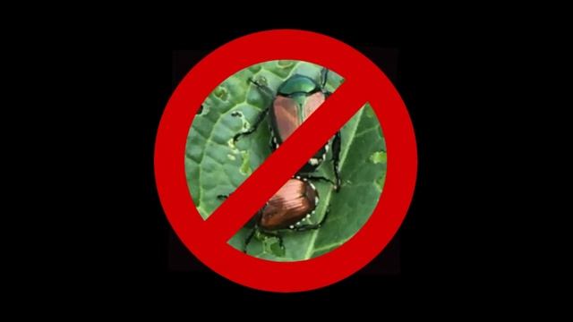 Progetto GESPO - La biologia di Popillia japonica смотреть онлайн