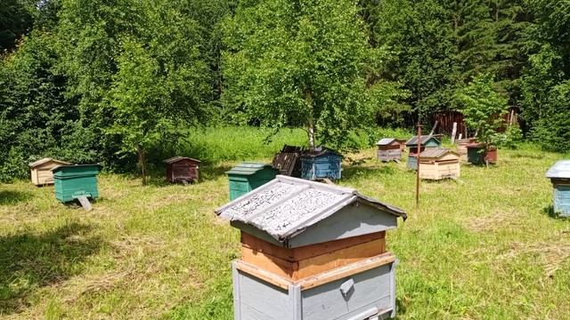 Пасека в лесу. Обстановка на 29 июня. К медосбору готовы🍯🐝🍯🐝🍯 смотреть онлайн