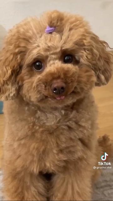 Миа Бойка - Я люблю своих подписчиков смотреть онлайн