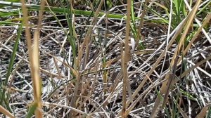 ЗМЕЯ"ГЛУХАРЬ" И НАСЕКОМЫЕ ЛАЗАРЕВСКОГО!