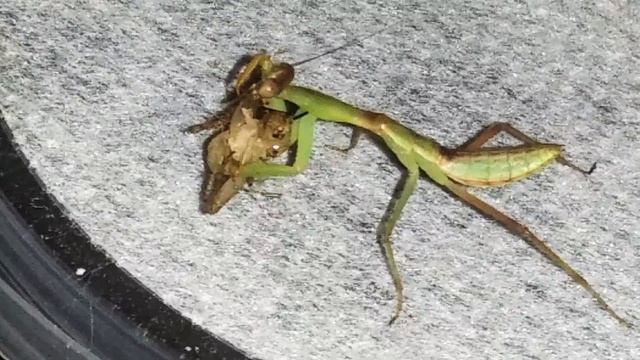 rhombodera megaera stinker смотреть онлайн
