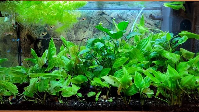 Šneci v akváriu (Okružák, Piskořka, Neritina, Měchýřovka) (Akvaristika pro začátečníky) смотреть онлайн