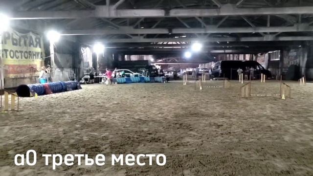 соревнования по аджилити ОМСК смотреть онлайн