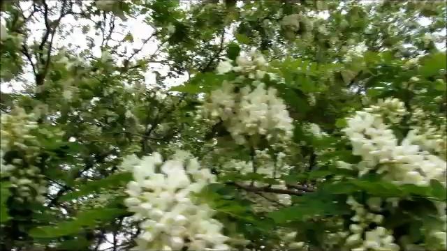 Стихи Татьяны Царенко(Похмелкиной)- ,,Нежность,, смотреть онлайн