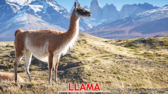 Domestic Animals With Images-Learn, Memorise Names, Sounds.Online Learning For LKG,UKG,Nursery Kids