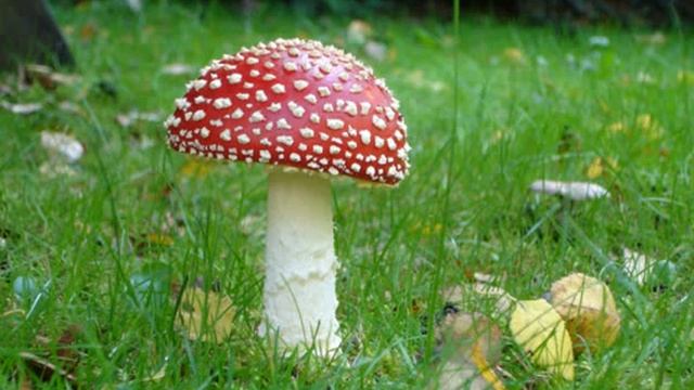 Мухомор смотреть онлайн