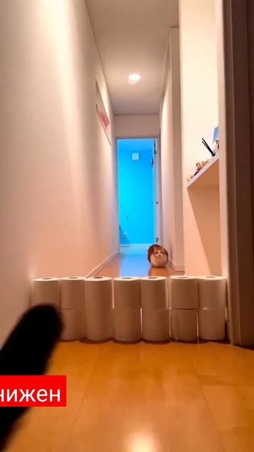 #shortvideo #животные #тренды #status #любовь #приколы #смех #лайк смотреть онлайн