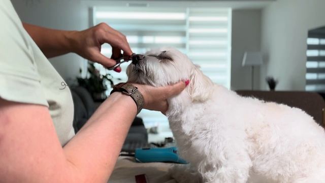 Как подстричь собаку в домашних условиях #canada#grooming#doglovers#petgrooming#maltese