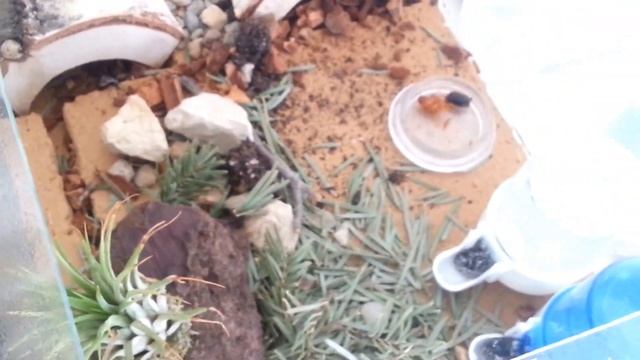 Überblick über meine aktuellen Kolonien смотреть онлайн