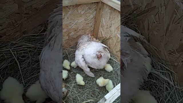 19 июля 2020 г.