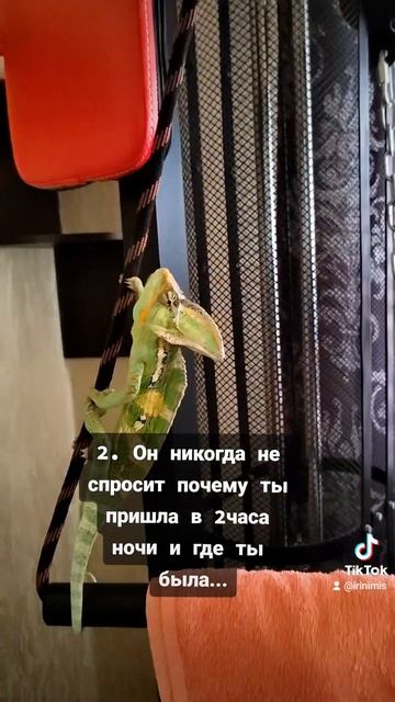 #хамелеон #рудольф смотреть онлайн