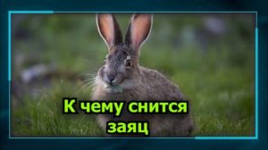 К чему снится заяц
