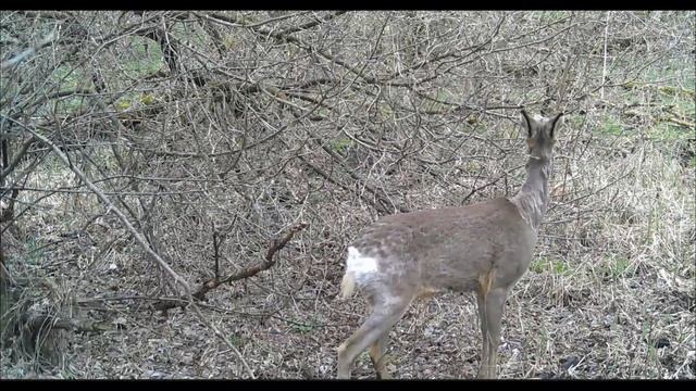 Косуля европейская смотреть онлайн