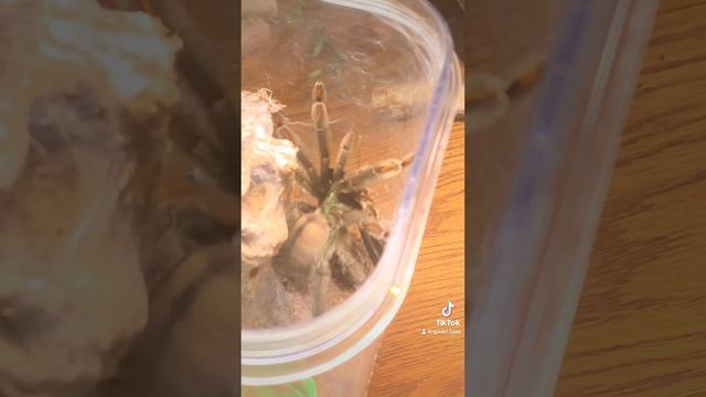 Trinni the Trinidad Chevron having a fat roach!!!! смотреть онлайн