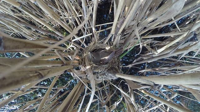 Камышовка дроздовидная 150608 5 у Марковых 6 смотреть онлайн