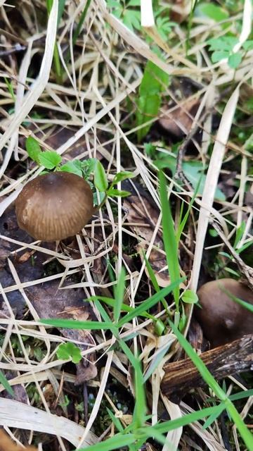 Энтолома весенняя .Entoloma vernum . смотреть онлайн
