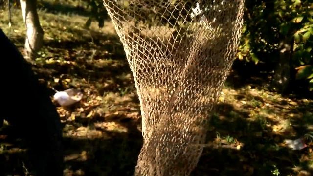 Собираем орехи с братом