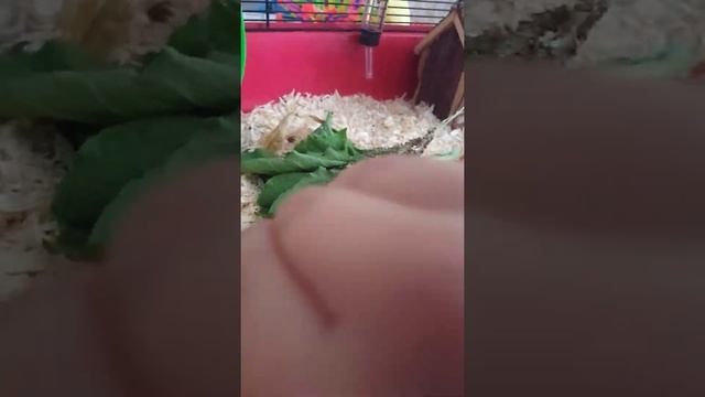 Жизнь Карликовой Хомячки #animal #хомяки #прикол #letsplay смотреть онлайн
