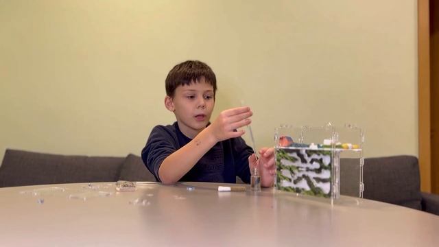 Заселение муравьев в формикарий | Муравейник вертикальный дома смотреть онлайн