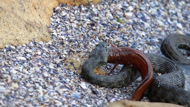 Natrix tessellata смотреть онлайн